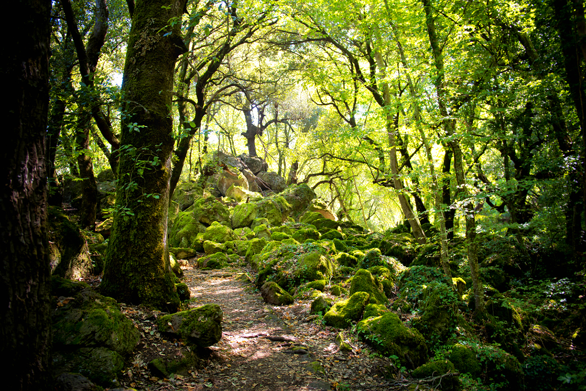 Cosa vedere a Torre Alfina: bosco del sasseto